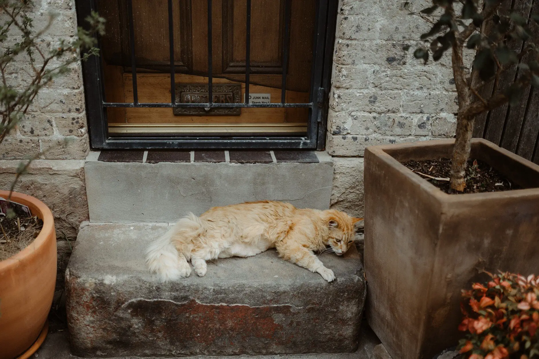 A ginger cat asleep on a stone step between terracotta pots, Surry Hills
