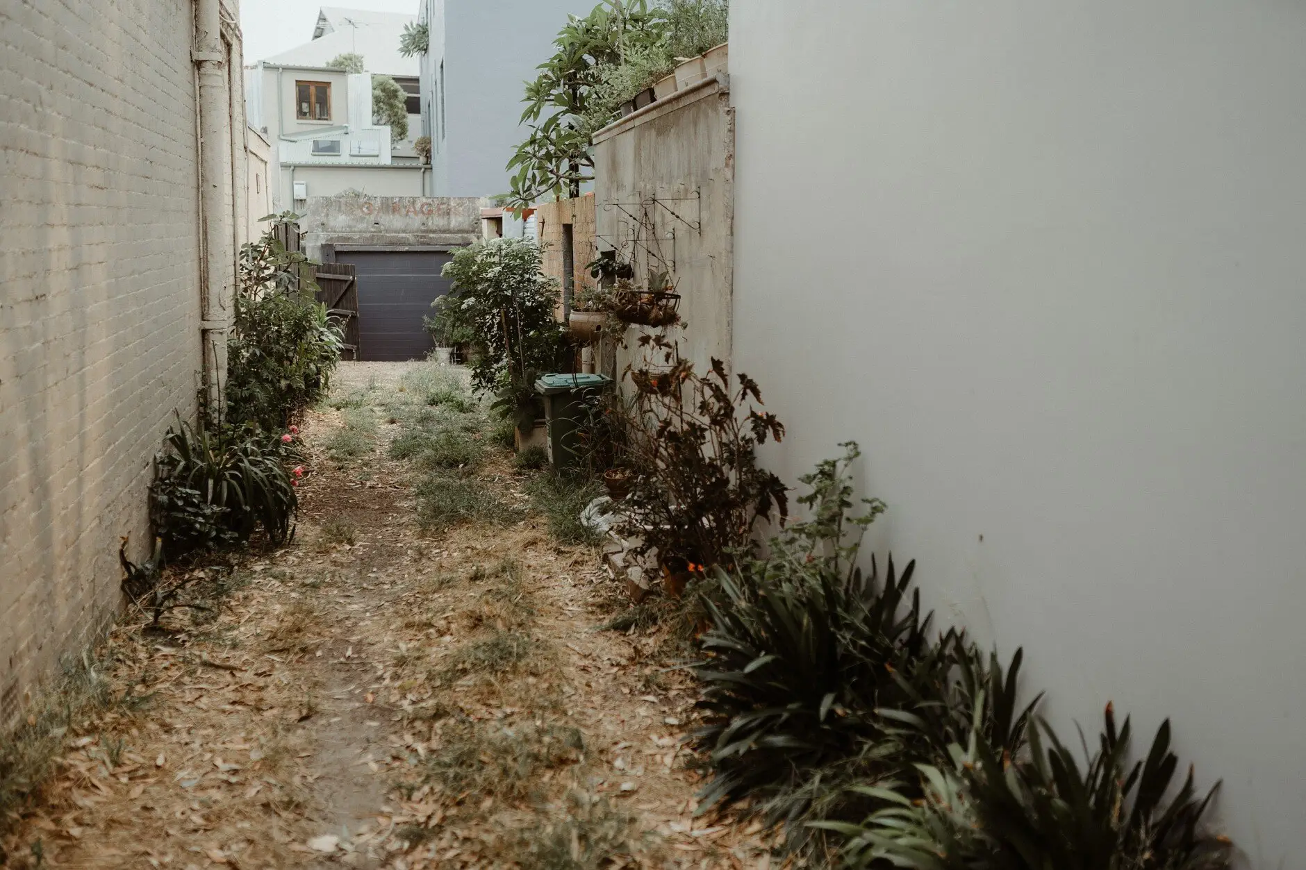 A narrow stone alley thick with greenery, Surry Hills