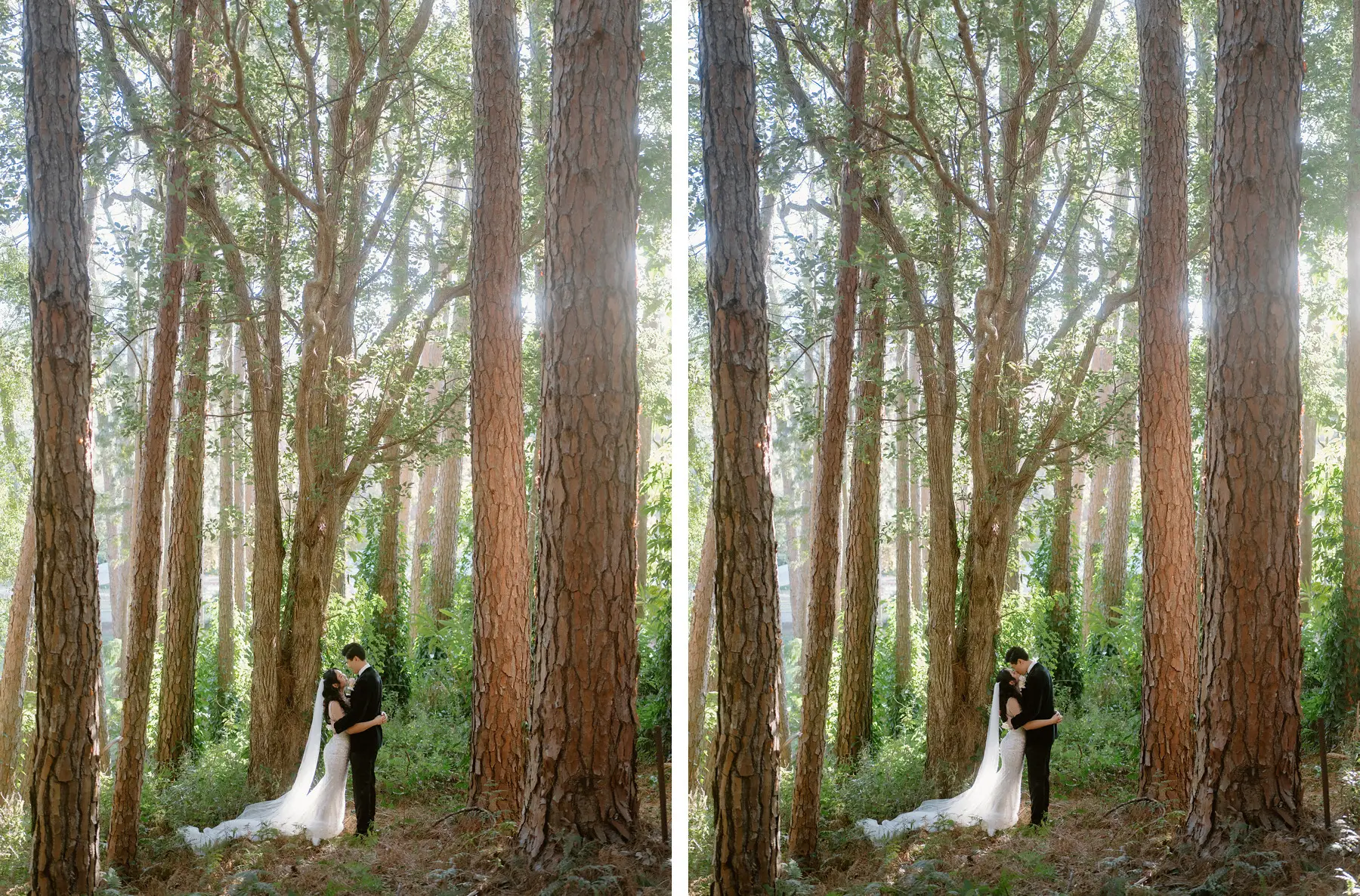 Cathy and Thomas standing in the stand of tall straight gums, two frames, Tall Trees Tallebudgera Valley
