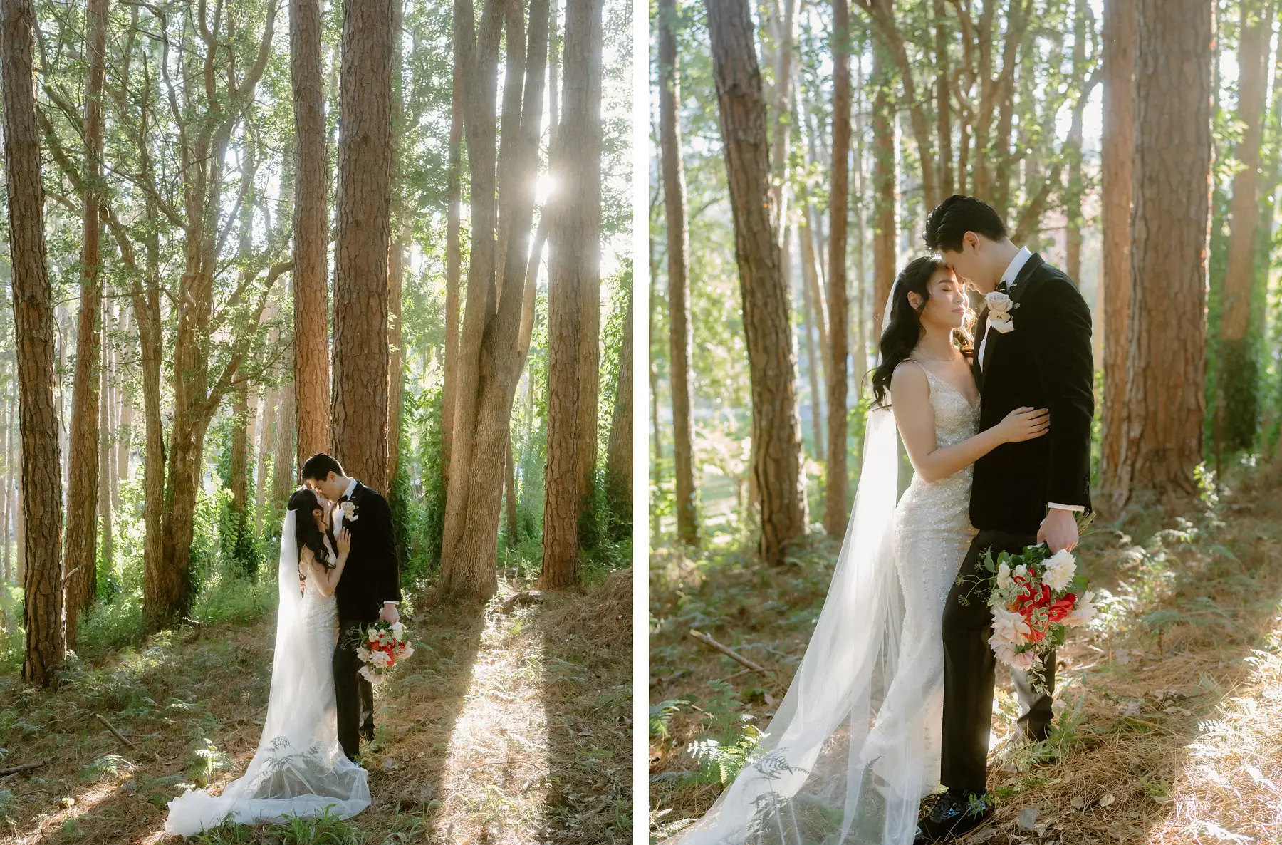A kiss among the trunks with the sun breaking through behind them, Tall Trees Tallebudgera Valley