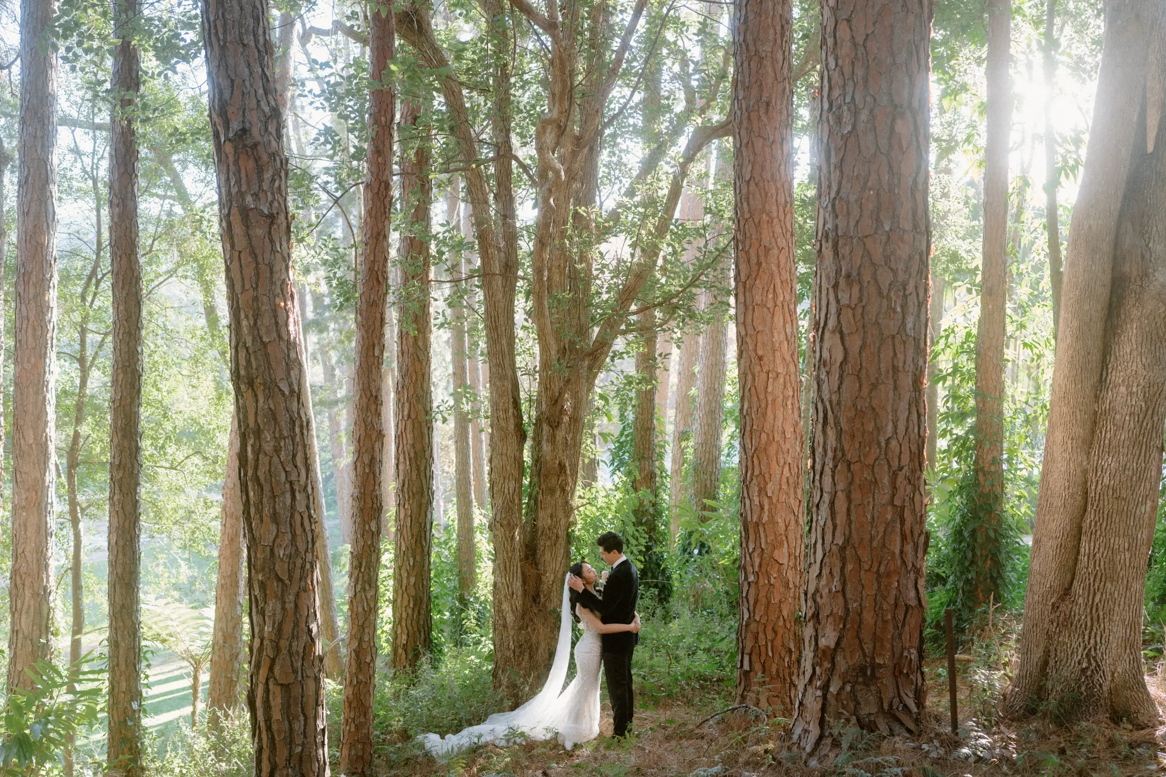 Cathy and Thomas holding each other in the stand of tall pines, sun coming through the trunks, Tall Trees Tallebudgera Valley