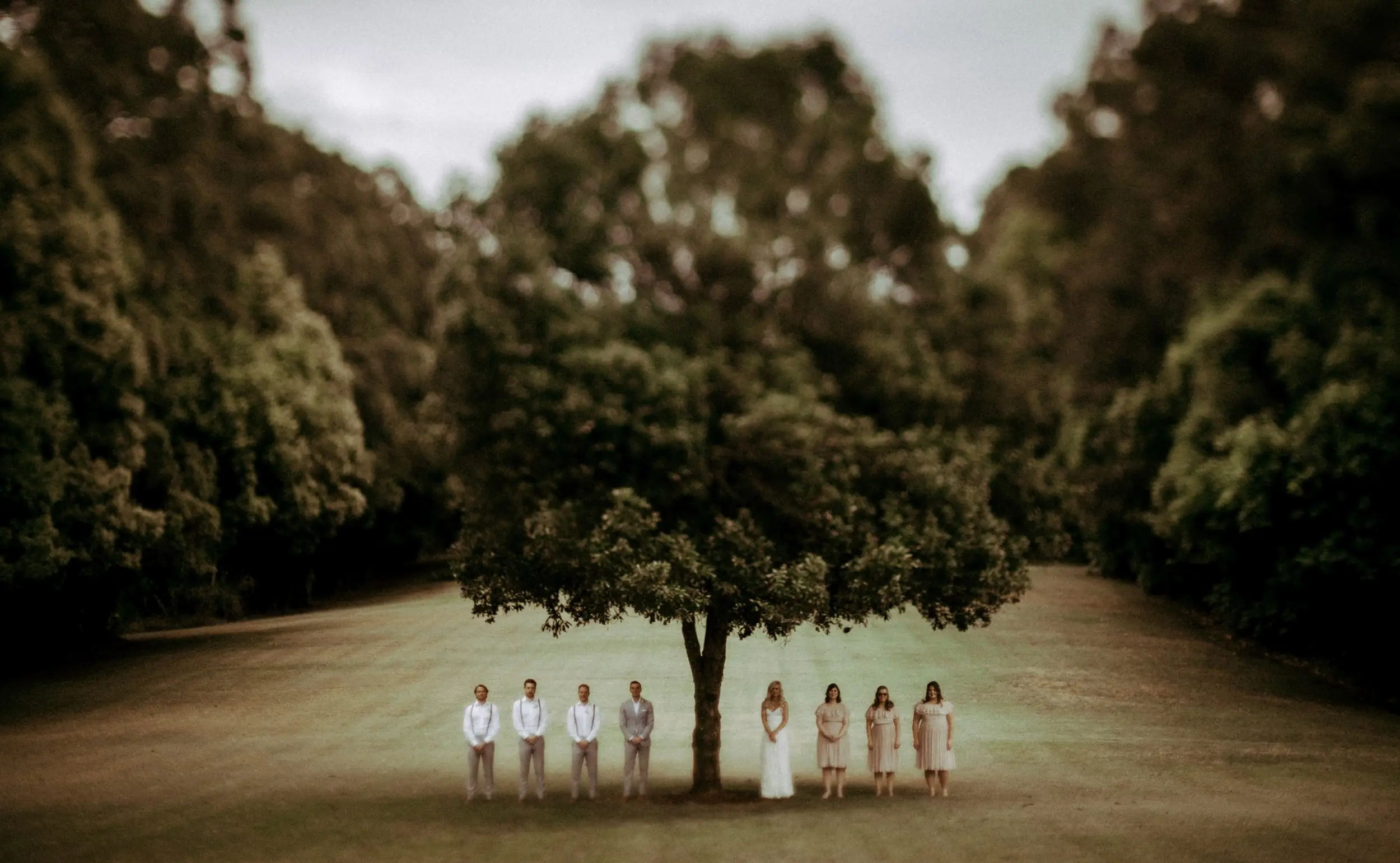 A wedding party standing in a line either side of a single tree on a wide mown lawn, rainforest behind, Tweed Valley